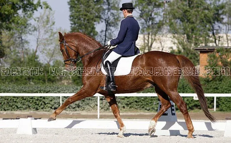 动感瞬间：以精彩运动赛事画面为灵感的主题摄影集锦